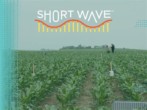 Detecting agricultural pests through sound : Short Wave : NPR.
